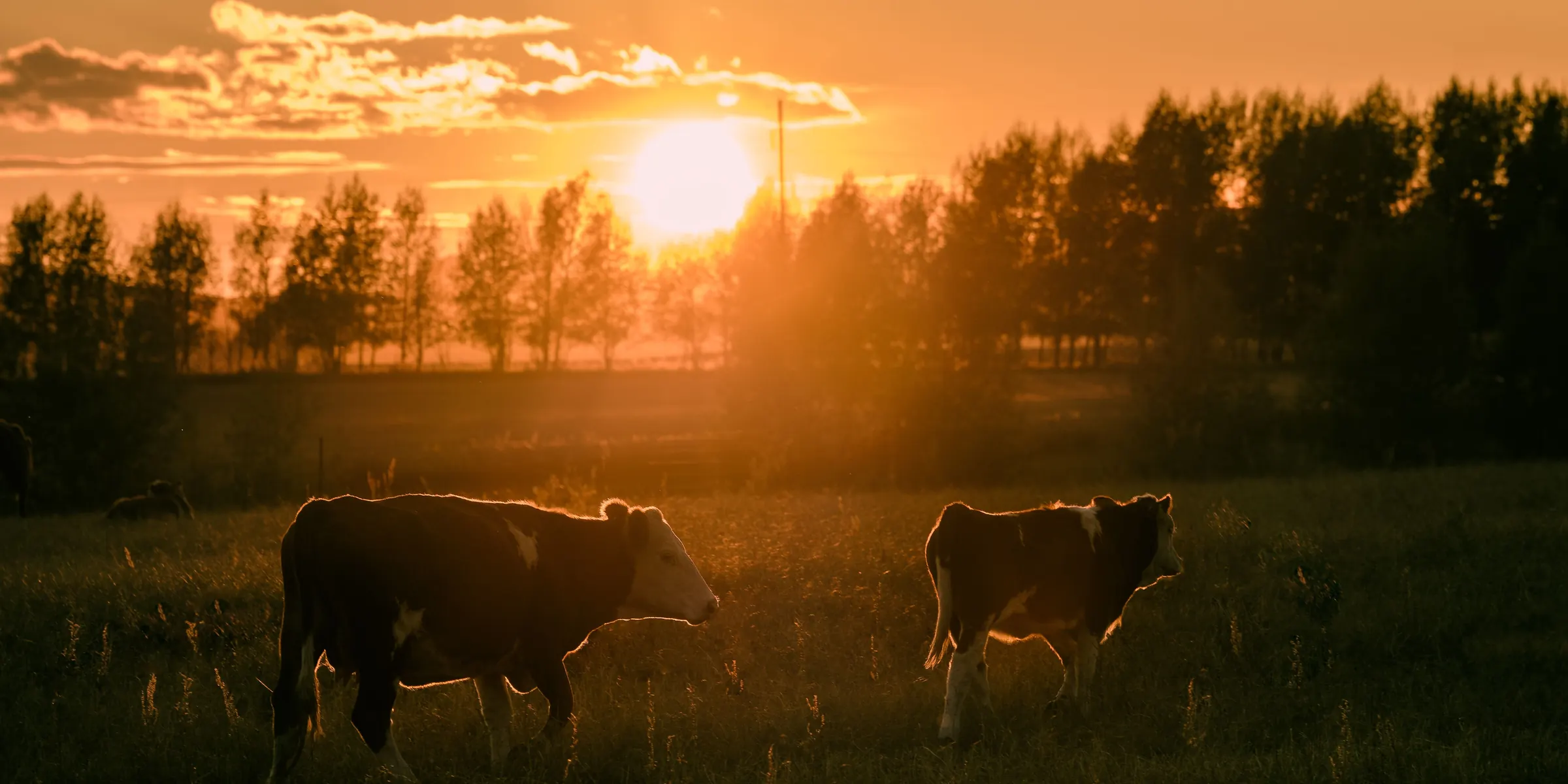 Gado pastando em campo aberto ao pôr do sol, com o sol baixo atrás de uma fileira de árvores.